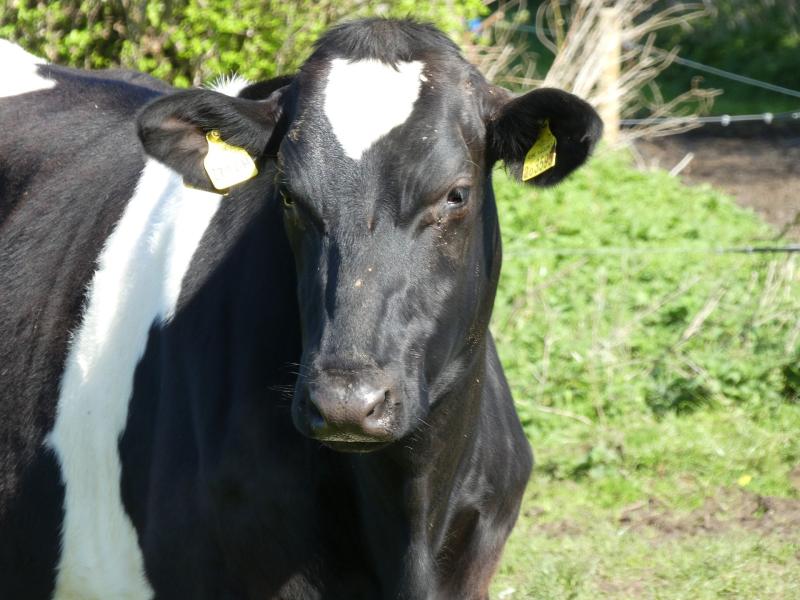 Glanbia to pay 29 cpl for October milk