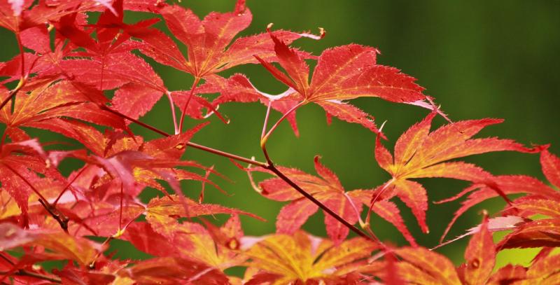 Gardening with James Vaughan: Autumn colour