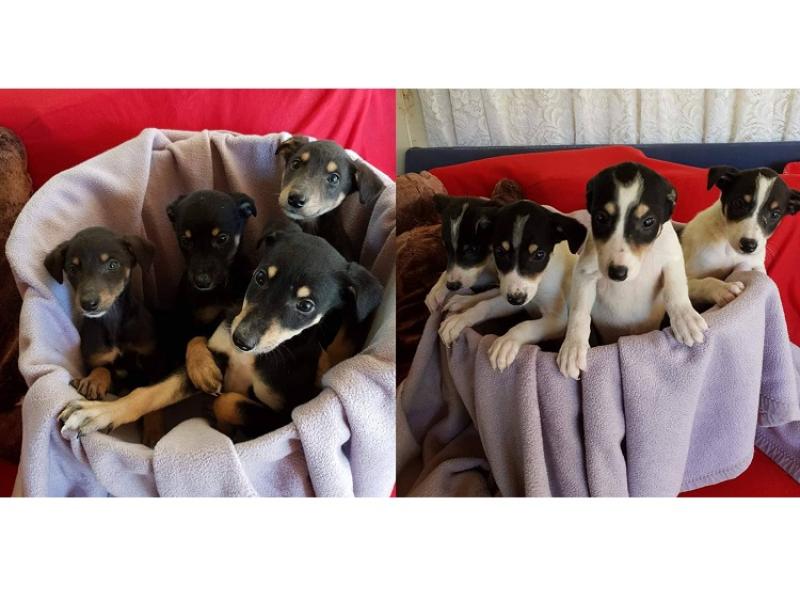 Mo Chara:  Puppies galore at Mo Chara