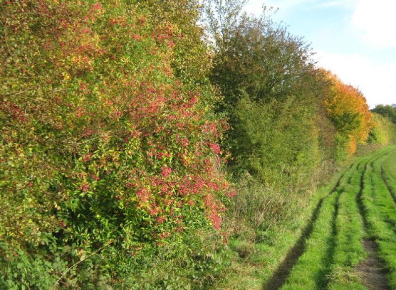 Gardening with James Vaughan: The history and benefit of hedgerows