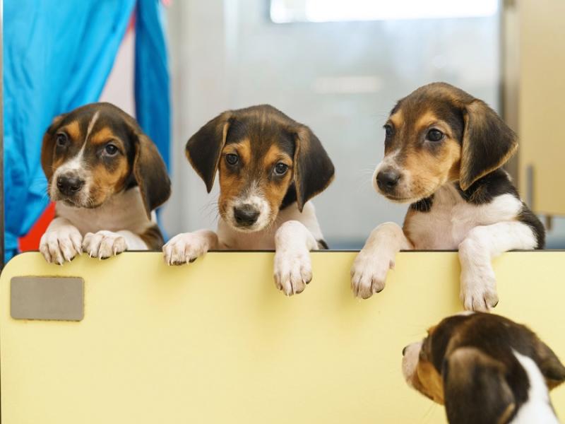 Dogs Trust ‘press paws’ on adoptions over the Christmas period