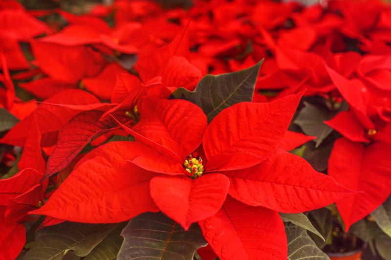Gardening with James Vaughan: Christmas plants gift ideas