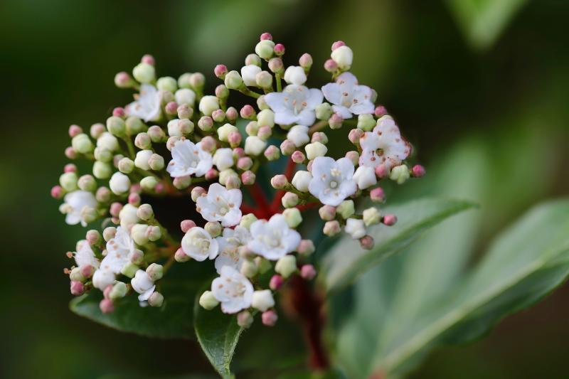 Gardening with James Vaughan:  Great gardening weather