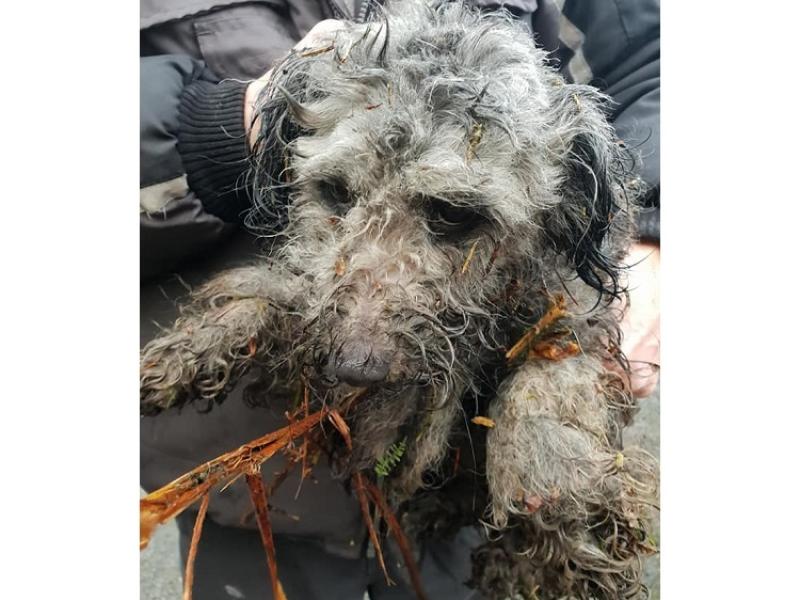 Mo Chara:  Miniature poodle Noel is on the mend