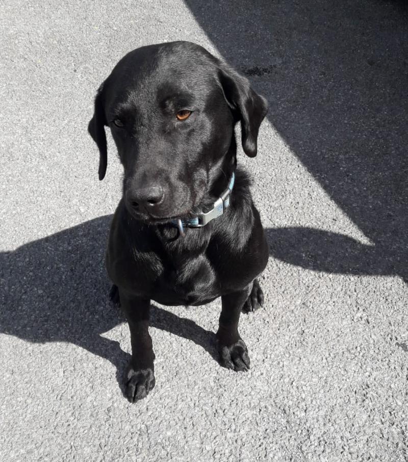 &euro;3,000 worth of drugs seized in Clonmel and Carrick-on-Suir 