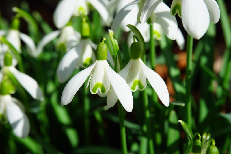 Gardening with James Vaughan: The first snowdrop