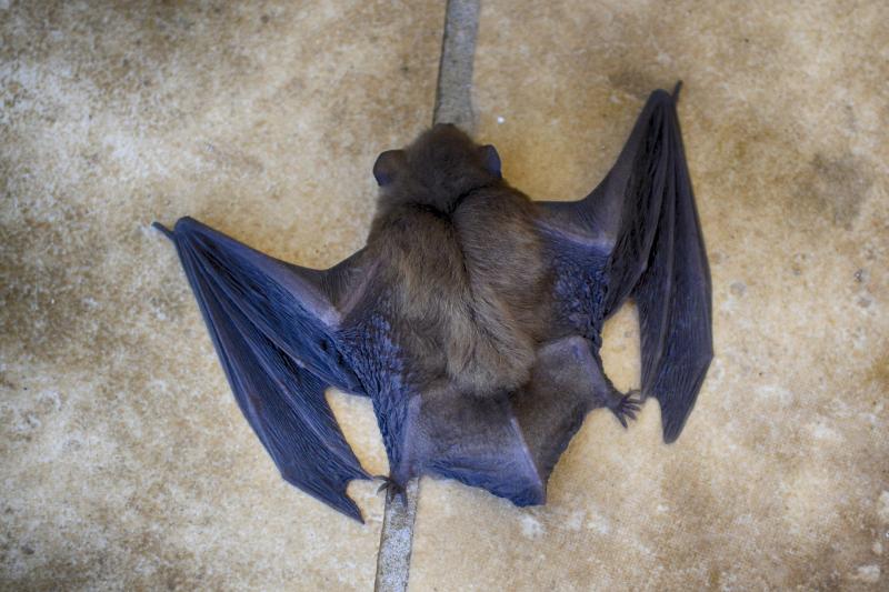 North Tipperary Development Company conduct bat survey