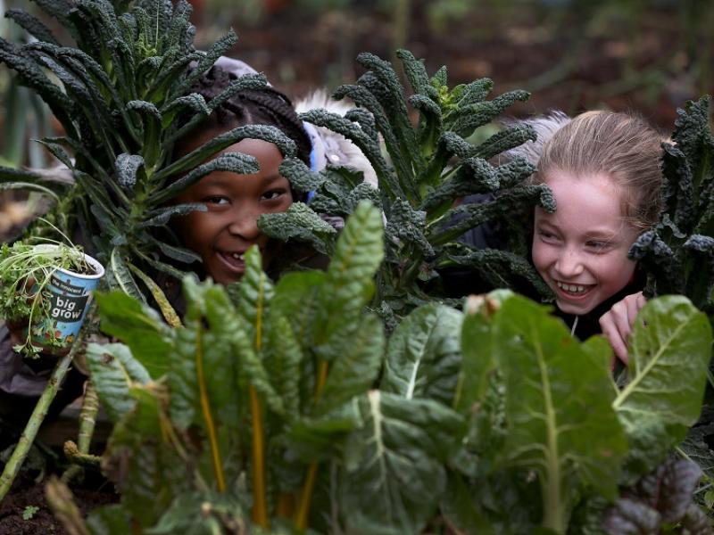  innocent and GIY ‘Big Grow’ kits now available for primary schools
