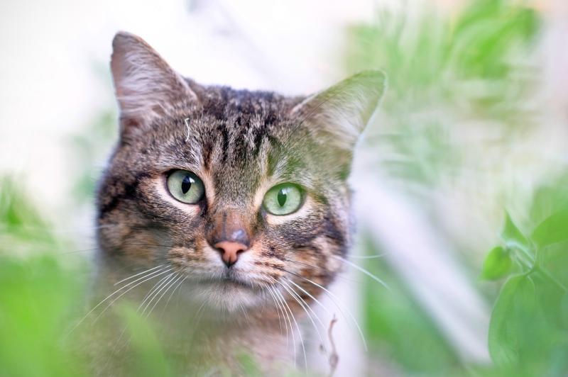 Purr-fect cause: Tipperary Friends of Animals to host cat adoption day