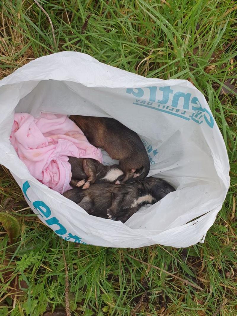 Dead puppies dumped in bag 'pure evil' Tipperary Live