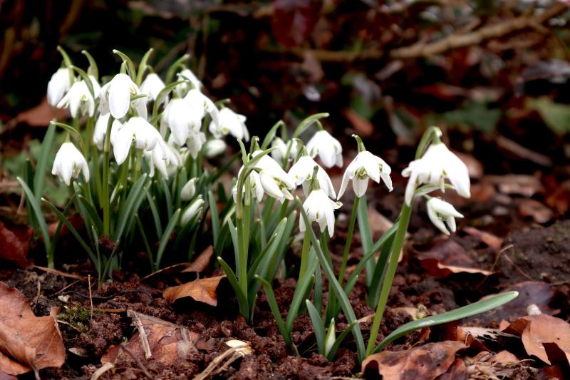 Gardening with James Vaughan: The start of spring