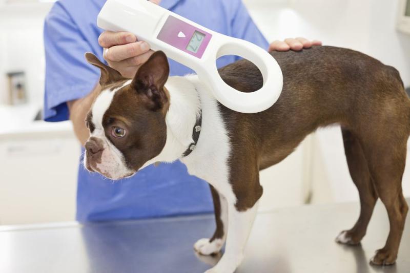 Mo Chara:  Is your dog microchipped?