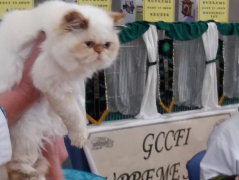 Tipperary's top cats on show this weekend