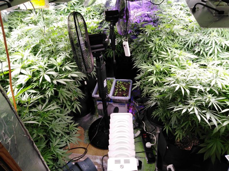 Garda&iacute; discover sophisticated Tipperary grow house