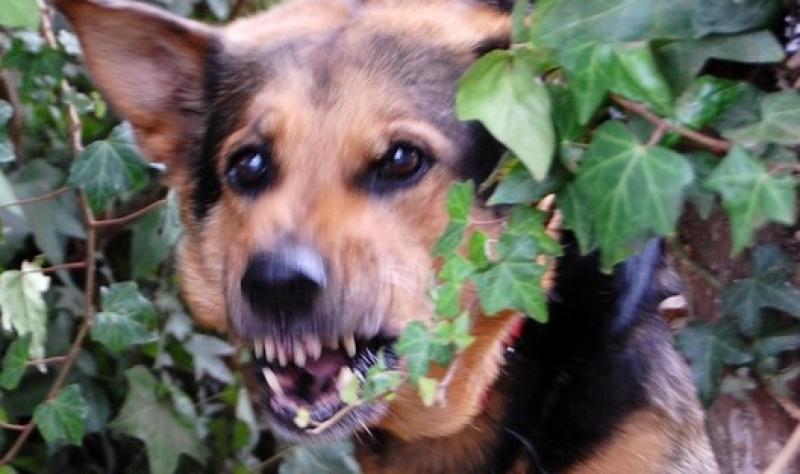 Children bitten by dogs at  GAA Grounds means ban now in place at some Tipperary grounds