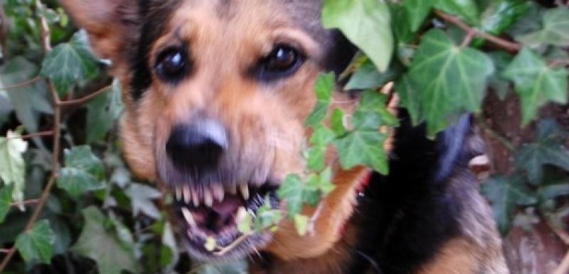 Councillors call for more resources for Dog Warden Service amid fears over dangerous dogs