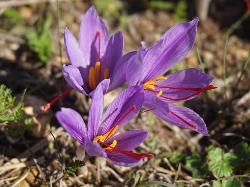 Gardening with James Vaughan: Early spring flowering bulbs