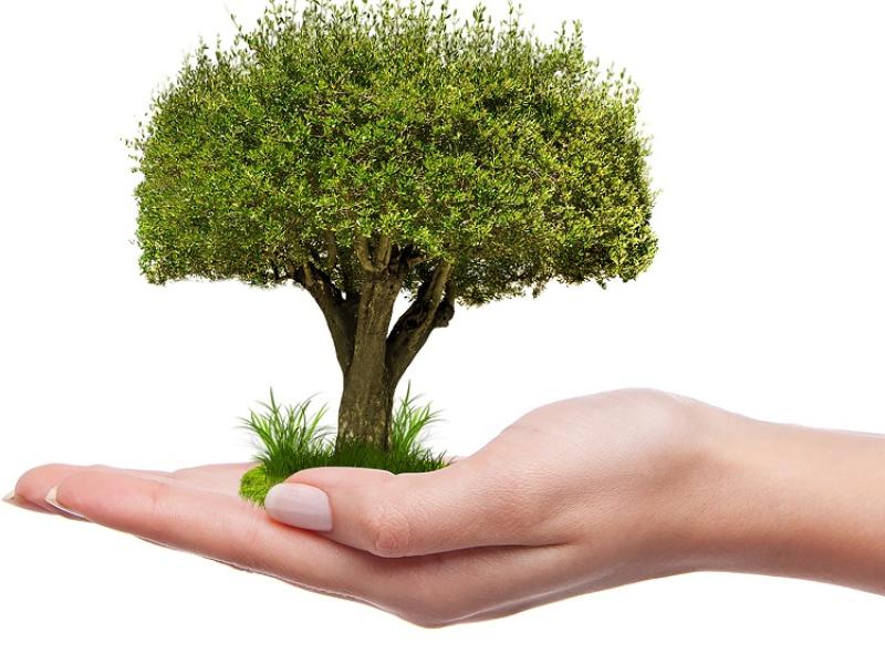 Gardening with James Vaughan: Tree planting