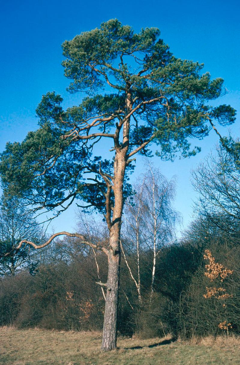 Planting of broadleaf native trees can have a  very positive impact