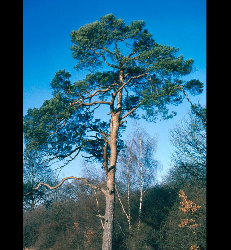 Tipperary schools help to plant trees in Africa