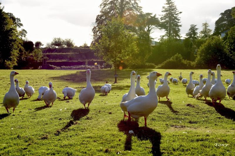 News in pictures: St Patrick's Day in Tipperary