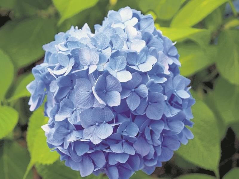 Gardening with James Vaughan: Blooming lovely on Mother’s Day