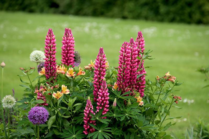 Gardening with James Vaughan: Fantastic bursts of colour as gardens in full bloom