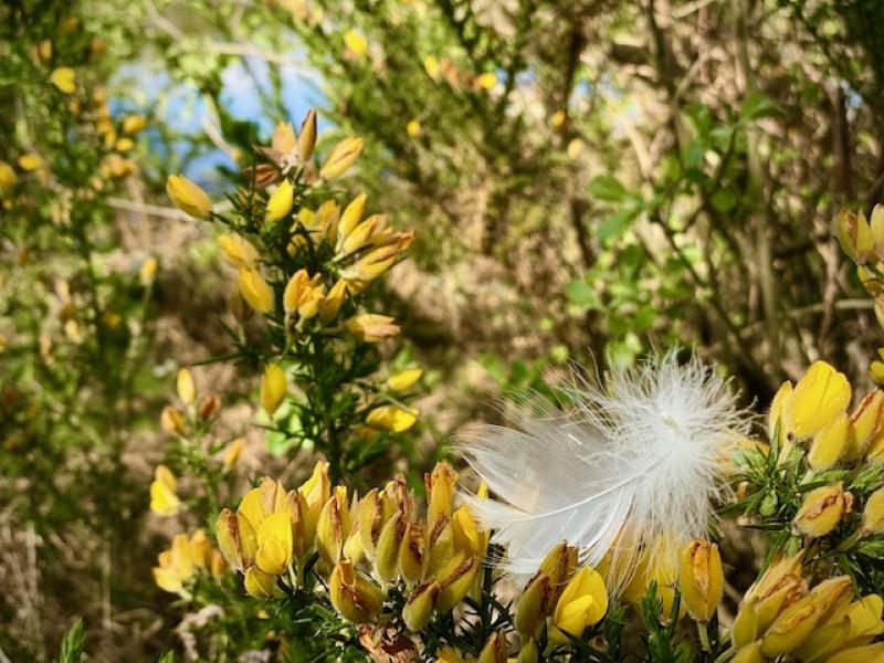 Walking into a painting at Cabragh Wetlands