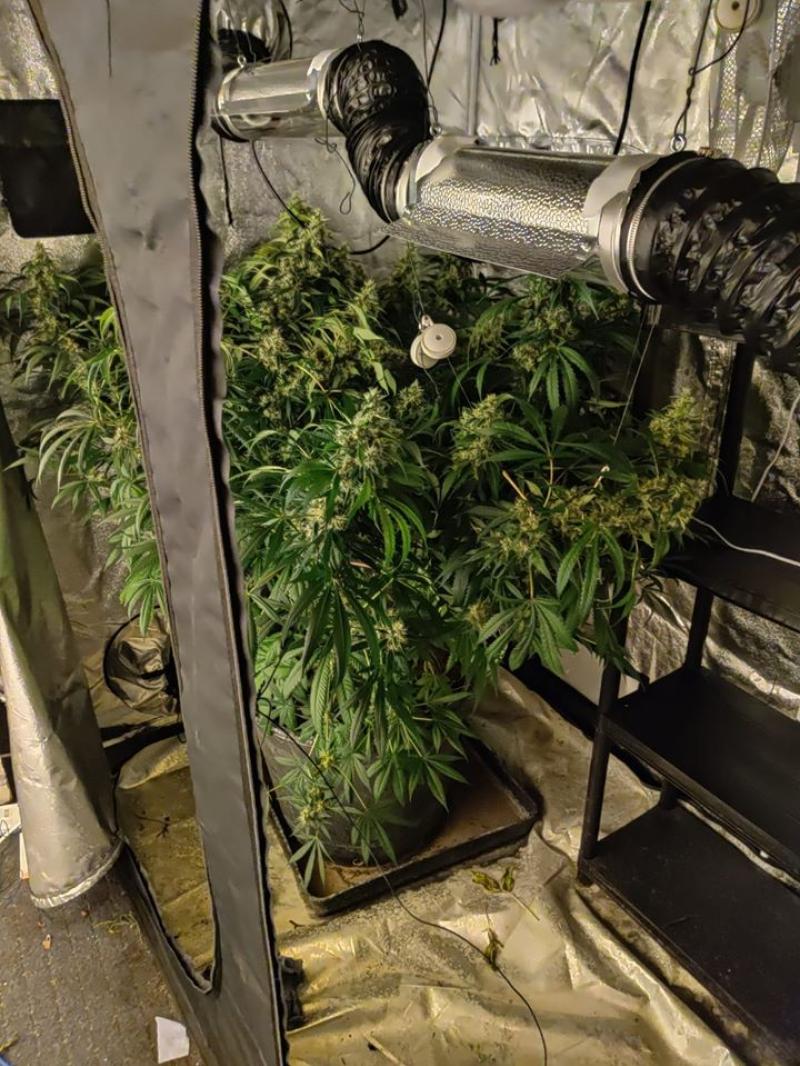 Man arrested after gardai discover €12,500 of suspected drugs in Tipperary grow house