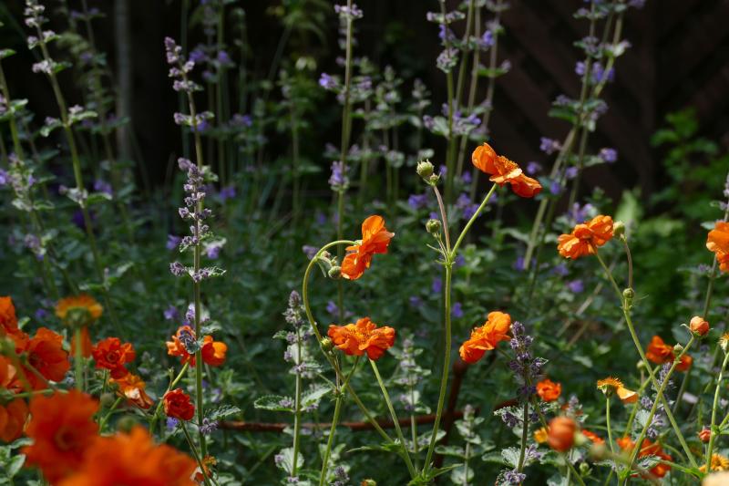 Gardening with James Vaughan: Making the most of our summer days