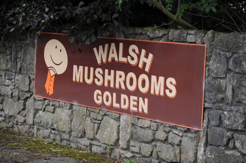 BREAKING: Total number of Covid cases at Golden mushroom plant may be between forty and fifty