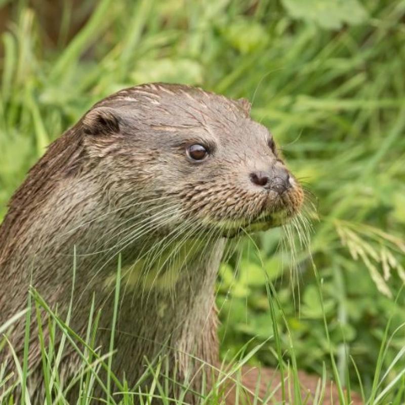 The otter