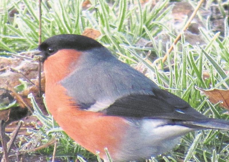 Birds of Templemore Town Park