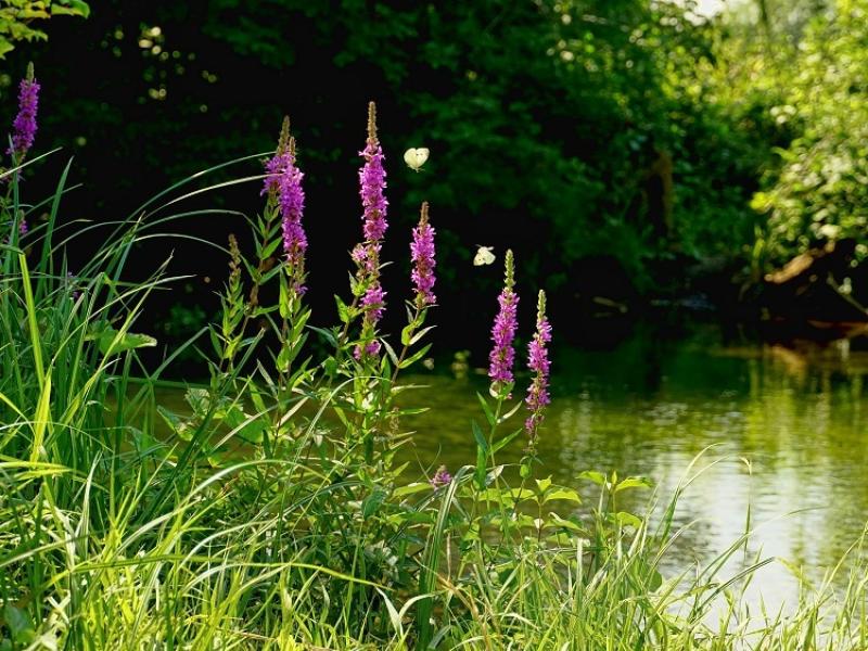 Ballingarry Tidy Towns litter pick along the King's River