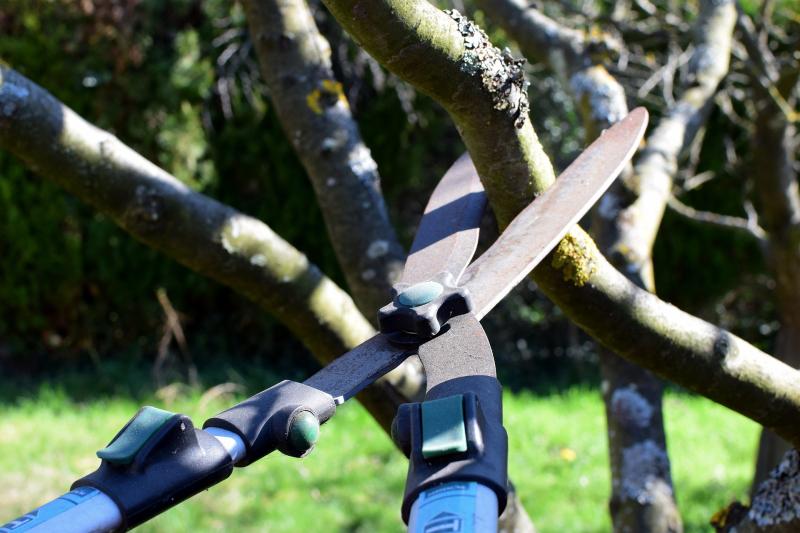 Gardening: Take care when tackling tree pruning tasks