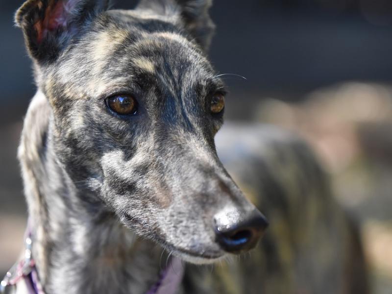 Thurles Greyhound Racing: Fab Flight delivers final Kasko Knock-out