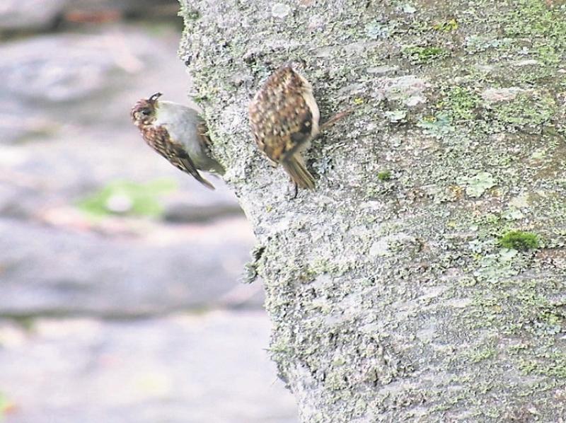 Birds of Templemore Park: The Treecreeeper