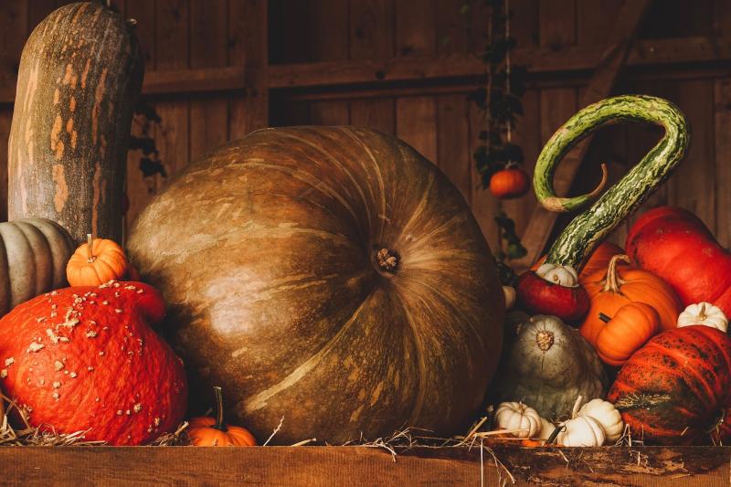 Gingergirl: Versatile and delicious Pumpkin Falafels