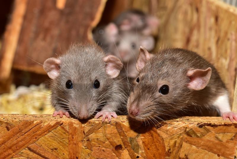 ALERT:  Irish homes at risk of rat invasion over Christmas season amid warning