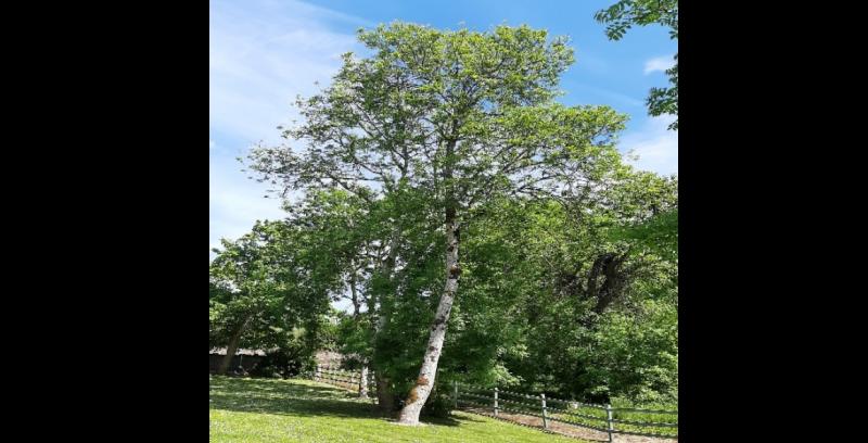 A tree could be planted in your name to commemorate 100 years of the State 