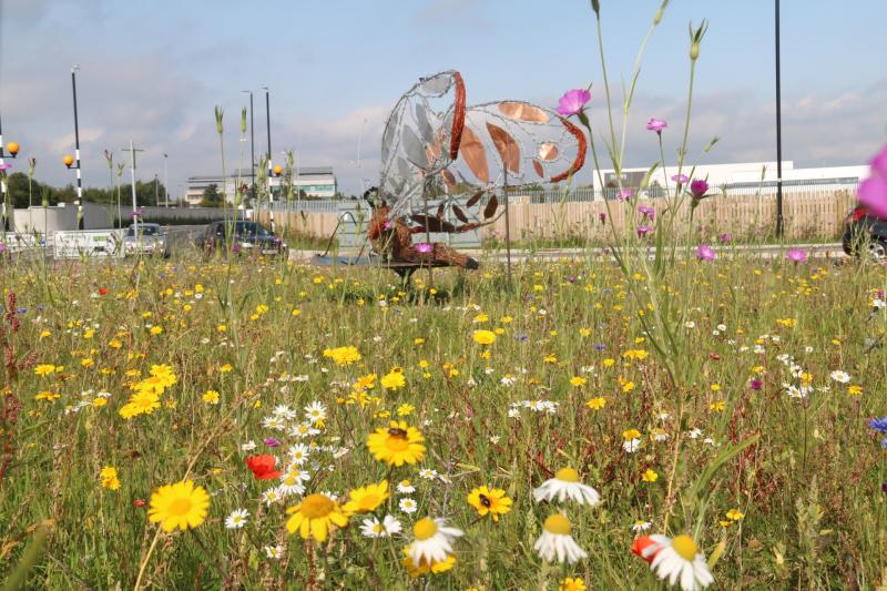 10,000 trees to turn Laois town into a showcase for urban biodiversity