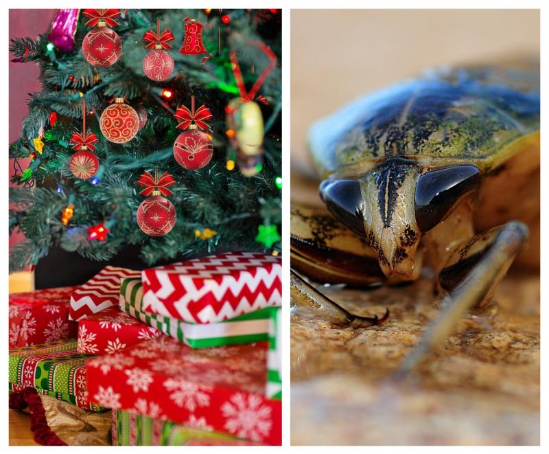 Warning to Waterford householders as Rentokil records 133% rise in cockroach callouts