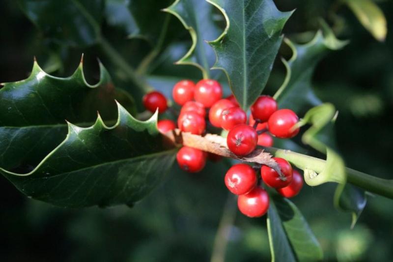 Albert Nolan column:  Gathering the Christmas holly