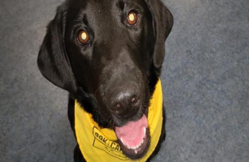 ASD coordinator Breda Dwyer explains idea behind 'Dog day' initiative in Scoil Ruain