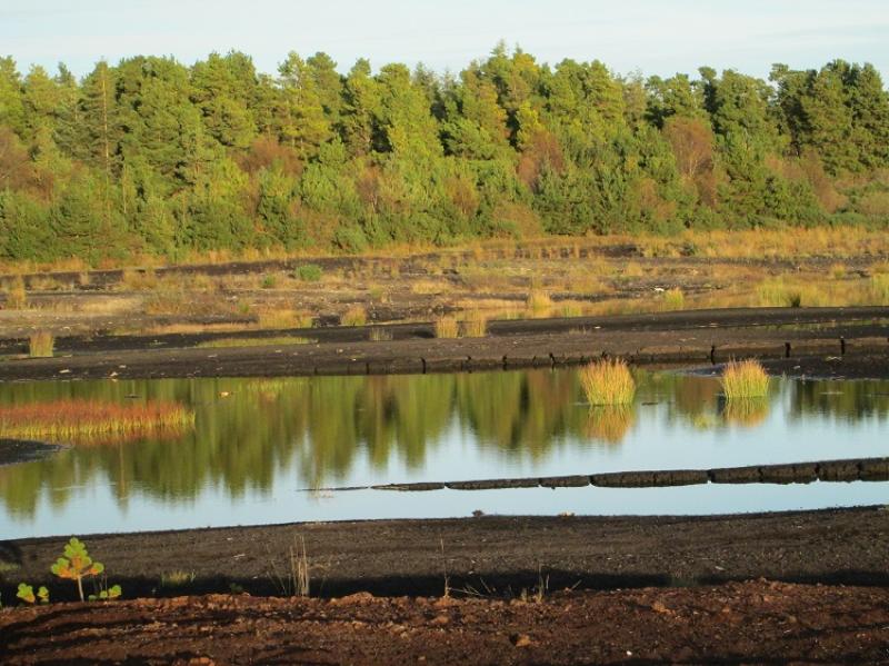 Nature fights back - time in the bog in Littleton