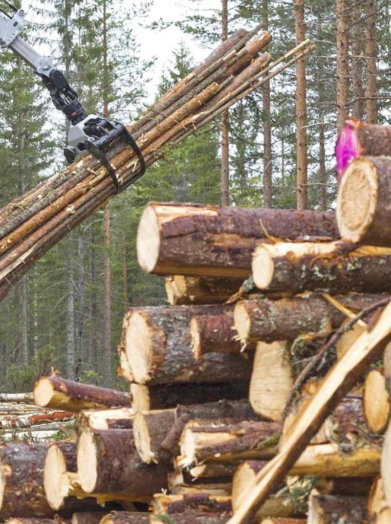 Tipperary forestry: felling moves welcomed, but clarity still needed
