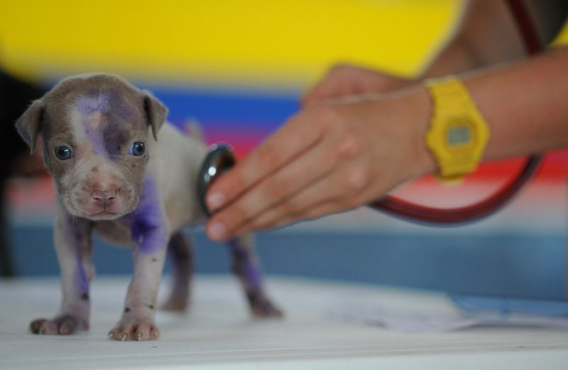 There were thirteen newly registered vets in Tipperary in 2022