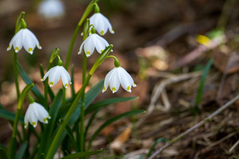 Gardening with James Vaughan: Time to start planning for the year ahead