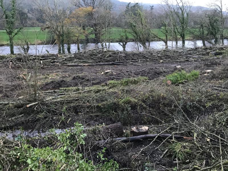 'WAR ZONE': Local residents shocked after 'crime against nature' at Tipperary woods 
