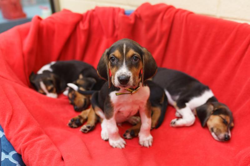 Top tips on helping you and your puppy get a good night’s sleep